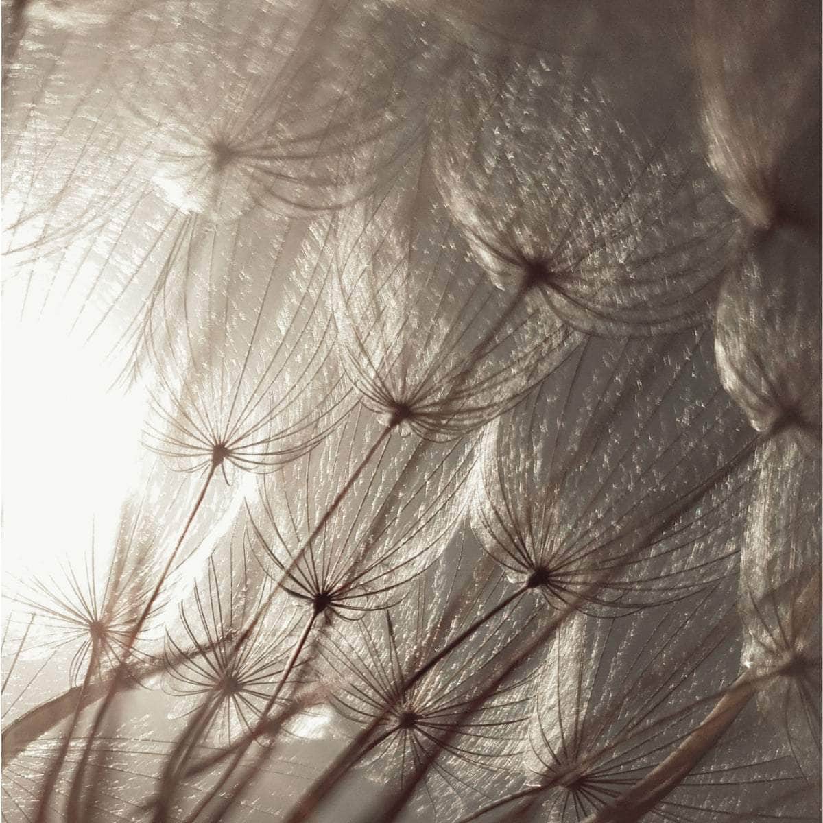 Looops SET: Heimkehr Duftkerze + Refill 250 g