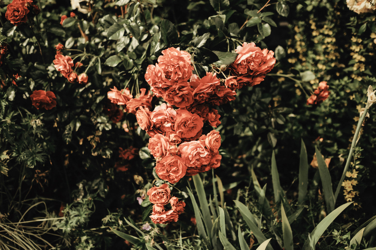 Rosenrot Duftkerze 250 g